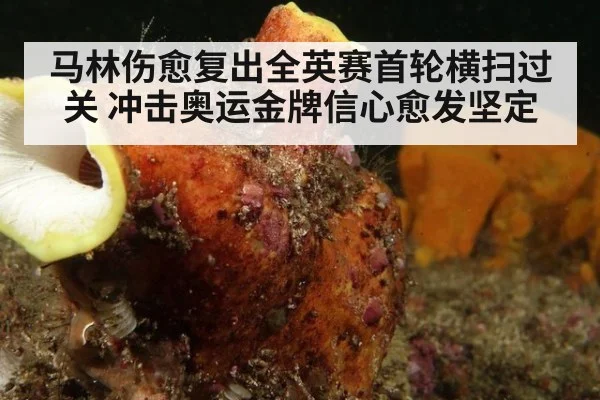 马林伤愈复出全英赛首轮横扫过关 冲击奥运金牌信心愈发坚定